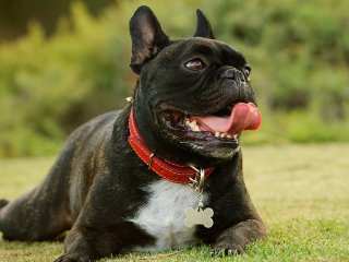 Сети повеселила собачку, которая захотела поиграть в мяч со статуей (ВИДЕО)