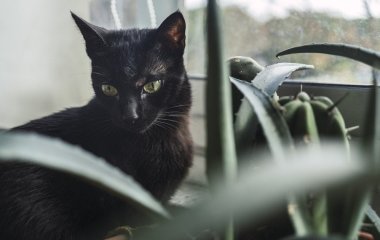 Як коти попереджають господарів, що в домі з’явилася нечиста сила: народні прикмети