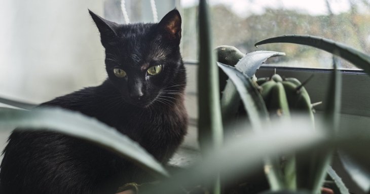 Як коти попереджають господарів, що в домі з’явилася нечиста сила: народні прикмети