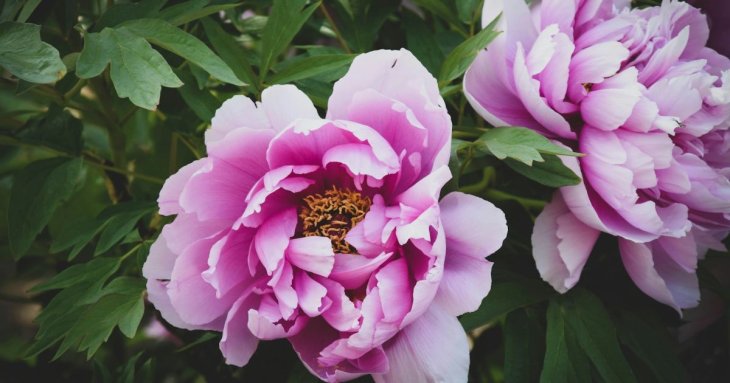 Забудьте про піони: мовознавці назвали правильний варіант назви квітки