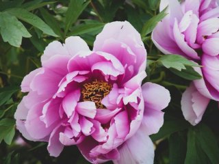 Забудьте про піони: мовознавці назвали правильний варіант назви квітки