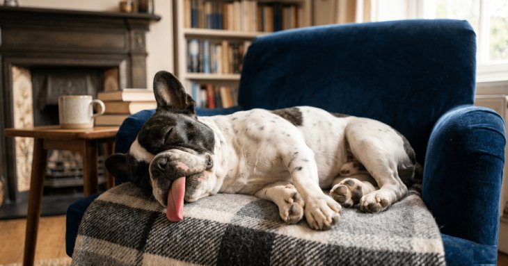 Прогулянки з собакою навесні: як впоратися з натягнутим повідцем без стресу