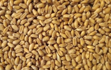 Пшоняна крупа допоможе захиститися від діабету