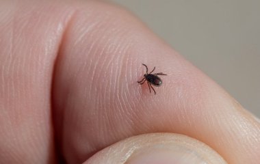 Несподіваний спосіб позбутися кліщів у саду без хімії: про нього знають не всі
