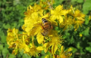 Відвар зі звіробою замінить антидепресанти і вилікує нудьгу