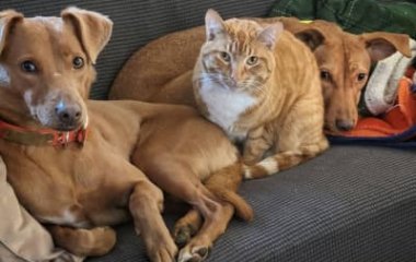 Девушка сняла на видео свою собаку, которая придумала самый глупый способ, чтобы достать мяч