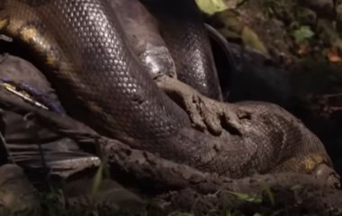 Чоловік дозволив змії з'їсти себе живцем і записав усе на камеру – відео