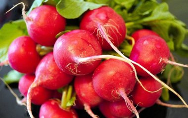 Чому редис виростає гірким та порожнім: помилки садівників