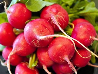 Чому редис виростає гірким та порожнім: помилки садівників