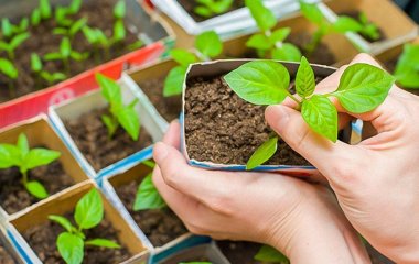 Коли сіяти перець на розсаду: як розрахувати терміни 2026 року, які сорти найкращі