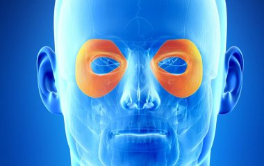 Врачи рассказали, о чем говорят синие круги под глазами