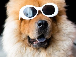 Пес впервые примерил ботинки и разучился ходить (ВИДЕО)