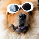 Пес впервые примерил ботинки и разучился ходить (ВИДЕО)