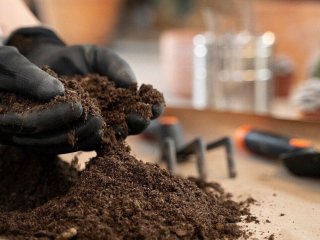 Чим удобрити ґрунт, щоб отримати якісний врожай: 8 способів