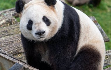 Панда насмешила сеть, пытаясь покататься на качелях