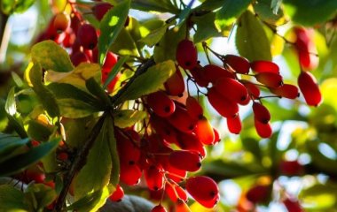 Барбарис: полезные свойства осенней ягоды