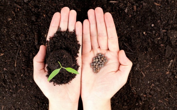 Кава, як добриво: застосування кавової гущі на городі