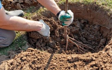 Як правильно садити дерева восени: детальна інструкція для садівників