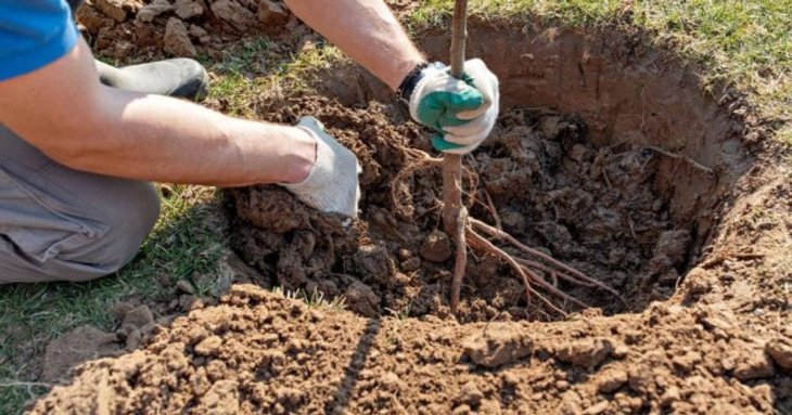 Як правильно садити дерева восени: детальна інструкція для садівників