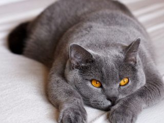 Забавная кошка, которая произнесла «хэллоу» стала звездой Сети (ВИДЕО)