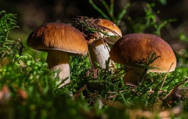 Які гриби збирати восени: як відрізнити корисні від небезпечних