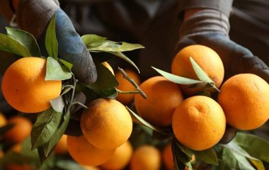Індійський дієтолог розповіла про продукти для боротьби зі втомою