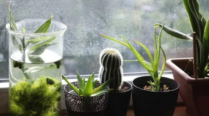 Как и какие комнатные растения очищают воздух