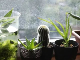 Як і які кімнатні рослини очищають повітря