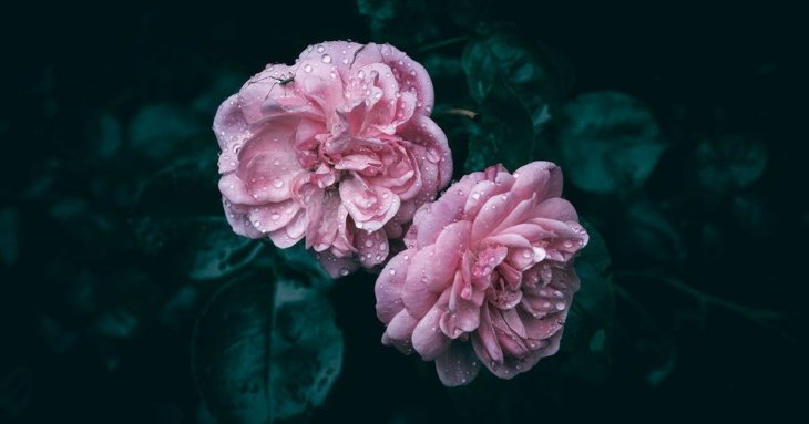 Як і коли поливати троянди: поради експертів для здорових кущів і великих квітів