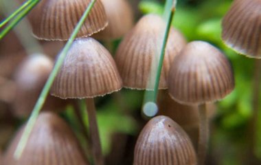Магічні гриби допоможуть позбутися шкідливої звички: що з’ясували учені