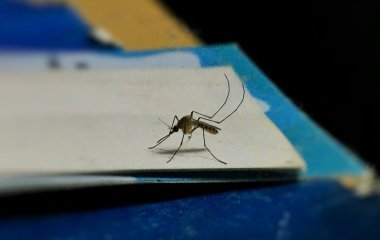Не акули й не ведмеді: ось яка істота реально загрожує життю мільйонів
