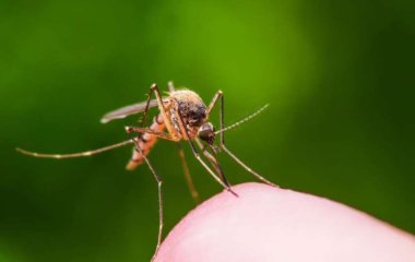 Врачи рассказали, почему комары не всех кусают