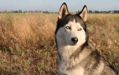 Сети в восторге от признаваемой в любви хаски