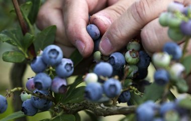 Дієтолог назвала найкориснішу ягоду