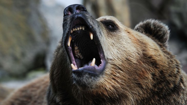 В США медведь оставил владельцев дома без стены (ФОТО)