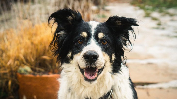 Сети насмешила собака, недовольная размером своей порции (ВИДЕО)