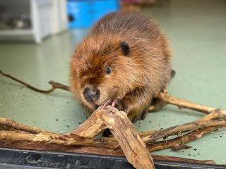 Самка бобра почала будувати дамбу, щоби відгородитися від сусідки по кімнаті.
