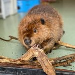 Самка бобра начала строить дамбу, чтобы отгородиться от соседки по комнате.