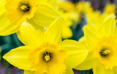 День ангела 5 квітня: кого та як вітати з іменинами