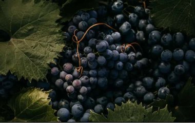Медики назвали продукт, употребление которого снижает риск развития деменции