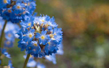 Чому не можна рвати первоцвіти: чи дійсно карають за букетик весняних квітів