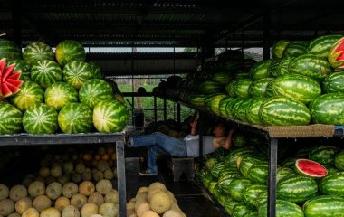 Чому не можна купувати розрізані кавуни