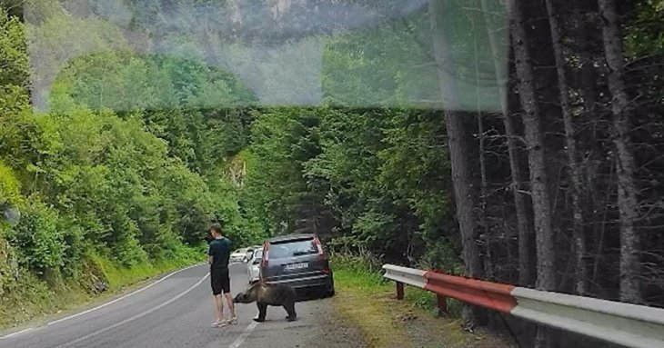 У Румунії ведмідь ледь не зжер туриста, який