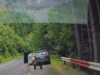 У Румунії ведмідь ледь не зжер туриста, який 
