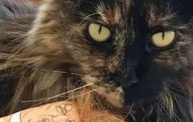 Кішка тричі за добу опинилася у Новій Зеландії та Австралії через помилку: що сталося (фото)