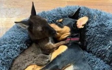 Сім'я виховує кенгуреня, яке знайшла в сумці його мертвої матері на узбіччі дороги – фото