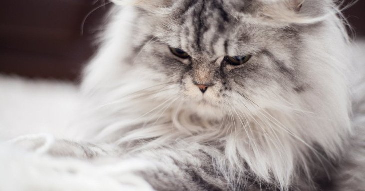 Чому коти займають місце господаря: вчені пояснили несподівану причину