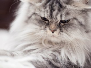 Чому коти займають місце господаря: вчені пояснили несподівану причину