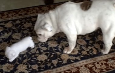 Сети насмешил щенок, рассердившийся на свою маму (ВИДЕО)