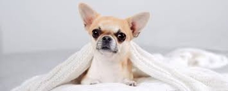 Собака, що приймає ванну, розвеселив YouTube (ВІДЕО)